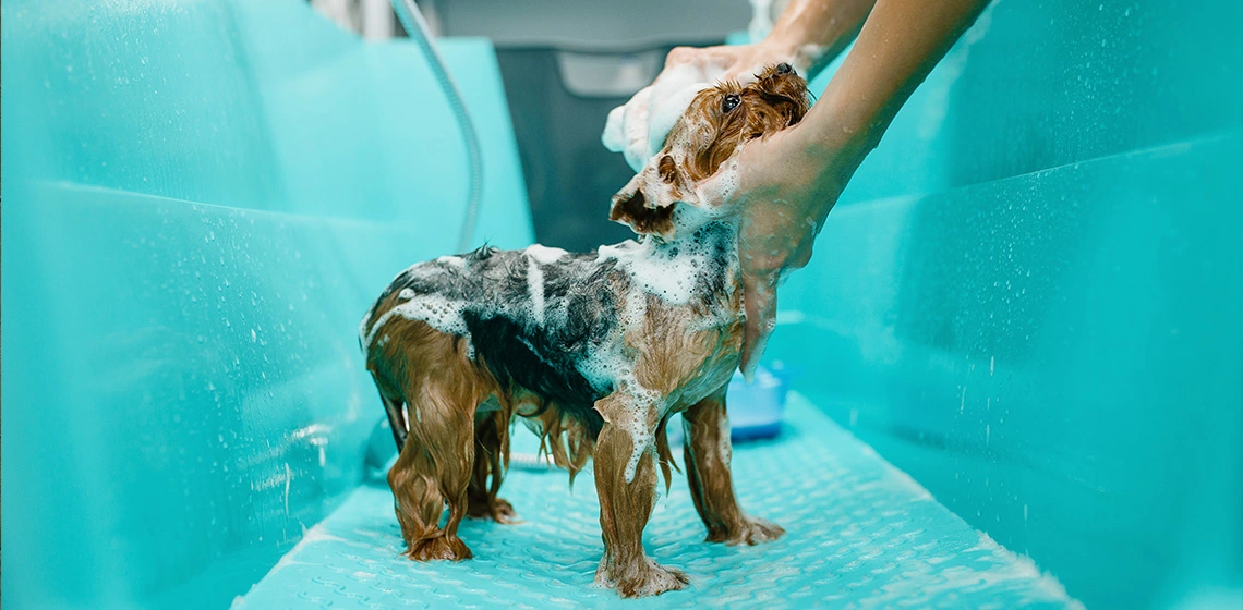 yorkshire dog bathing