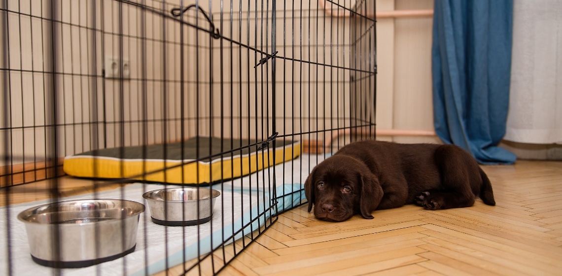 Puppy in crate training
