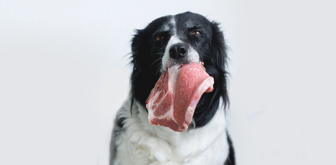 Can Dogs Get Salmonella Infection 
