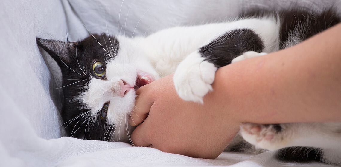 cat biting the mens hand