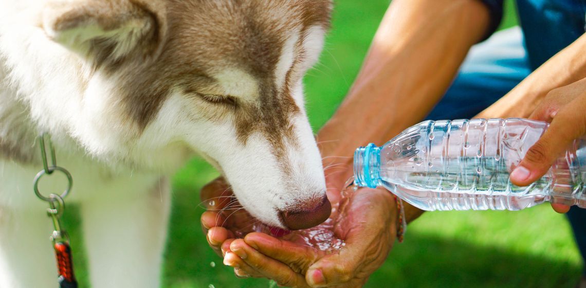 dog drinking a lot of water