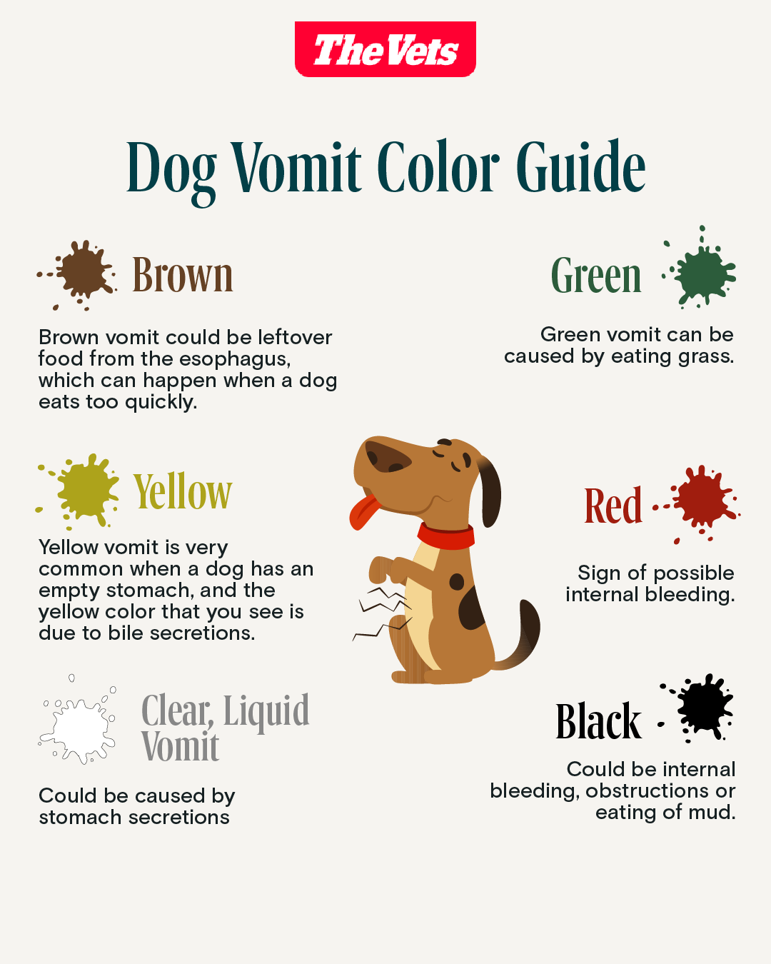 Dog Vomit Causes, Diagnosis, Types & Treatment