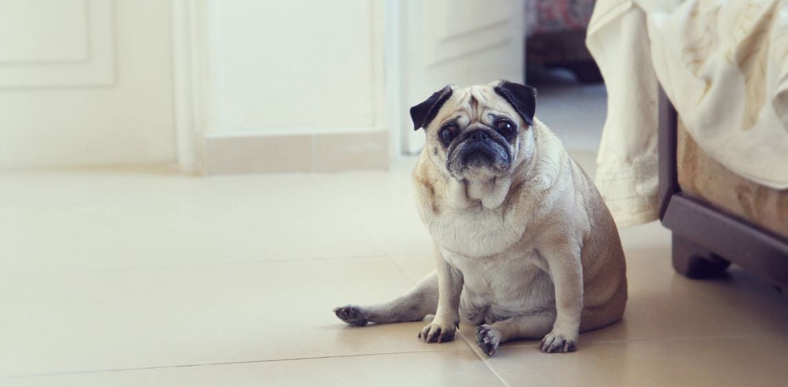 Pug with big belly