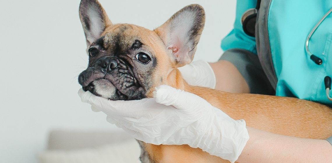 Dog with acne examined by a veterinarian