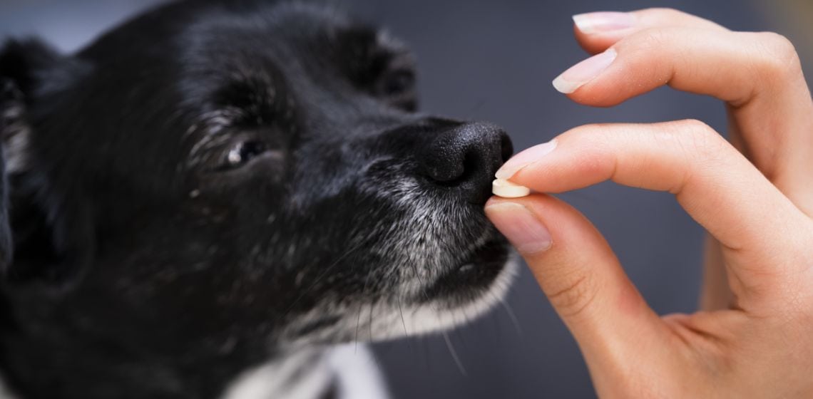 Dog sniffing pill