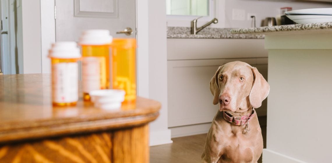 dog and tramadol pills