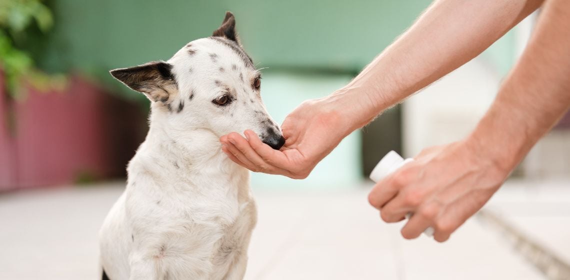 how long can a dog be on steroids