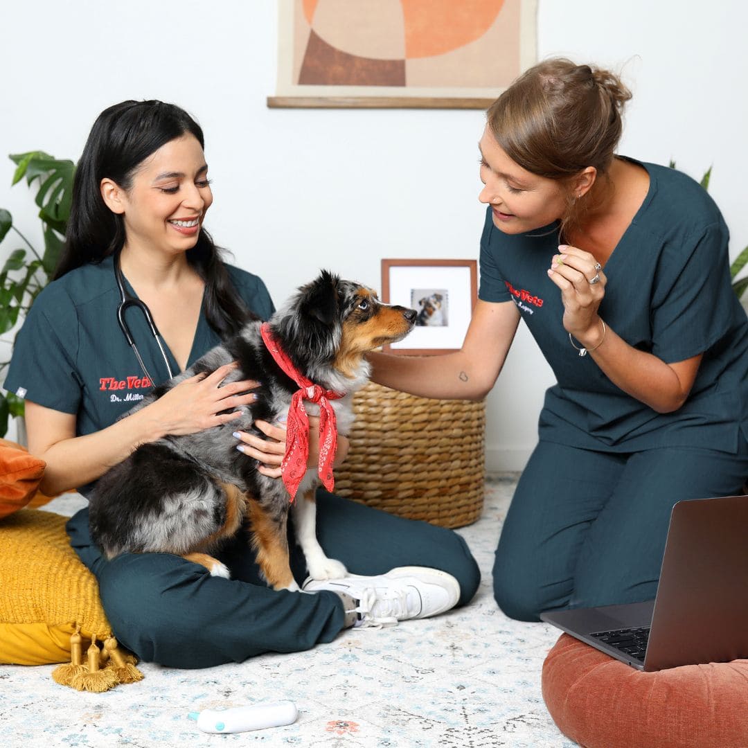 stress-free veterinary visit at home