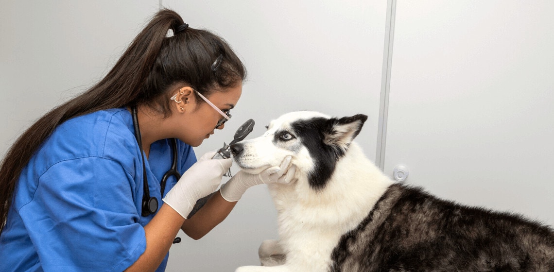 vet checking for cherry eye in a dog
