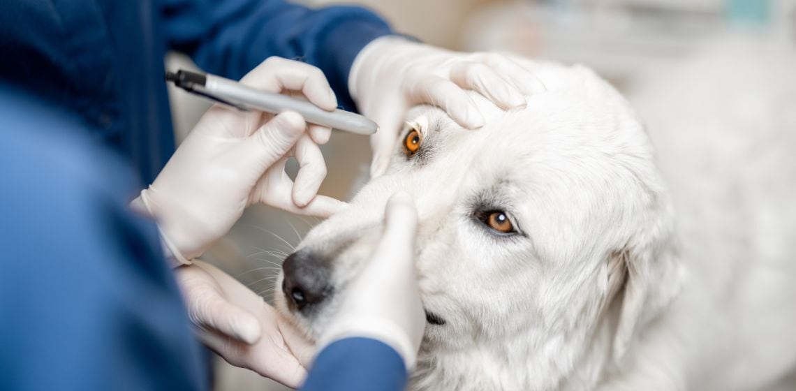 Glaucoma in Dogs The Vets