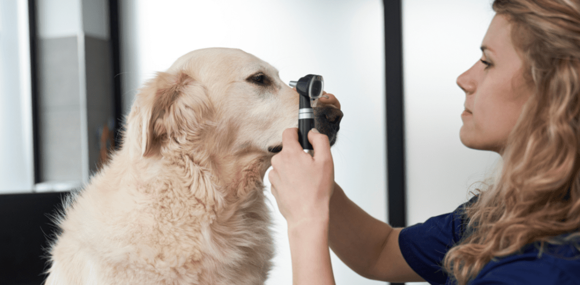 dog eye checkup