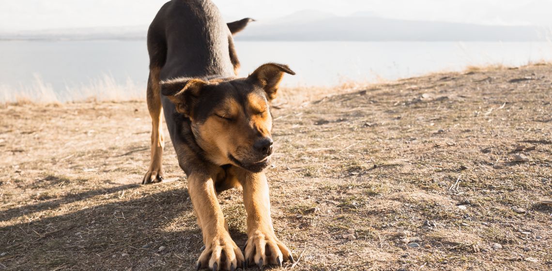 Pancreatitis In Dogs Symptoms Causes Treatment