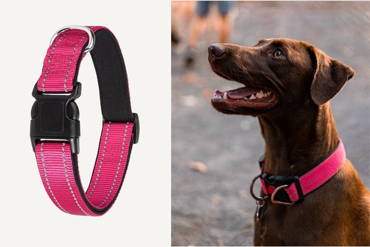 Dog collars hotsell and harnesses