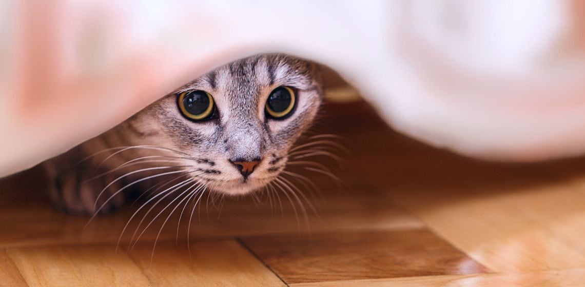 anxiety in cats