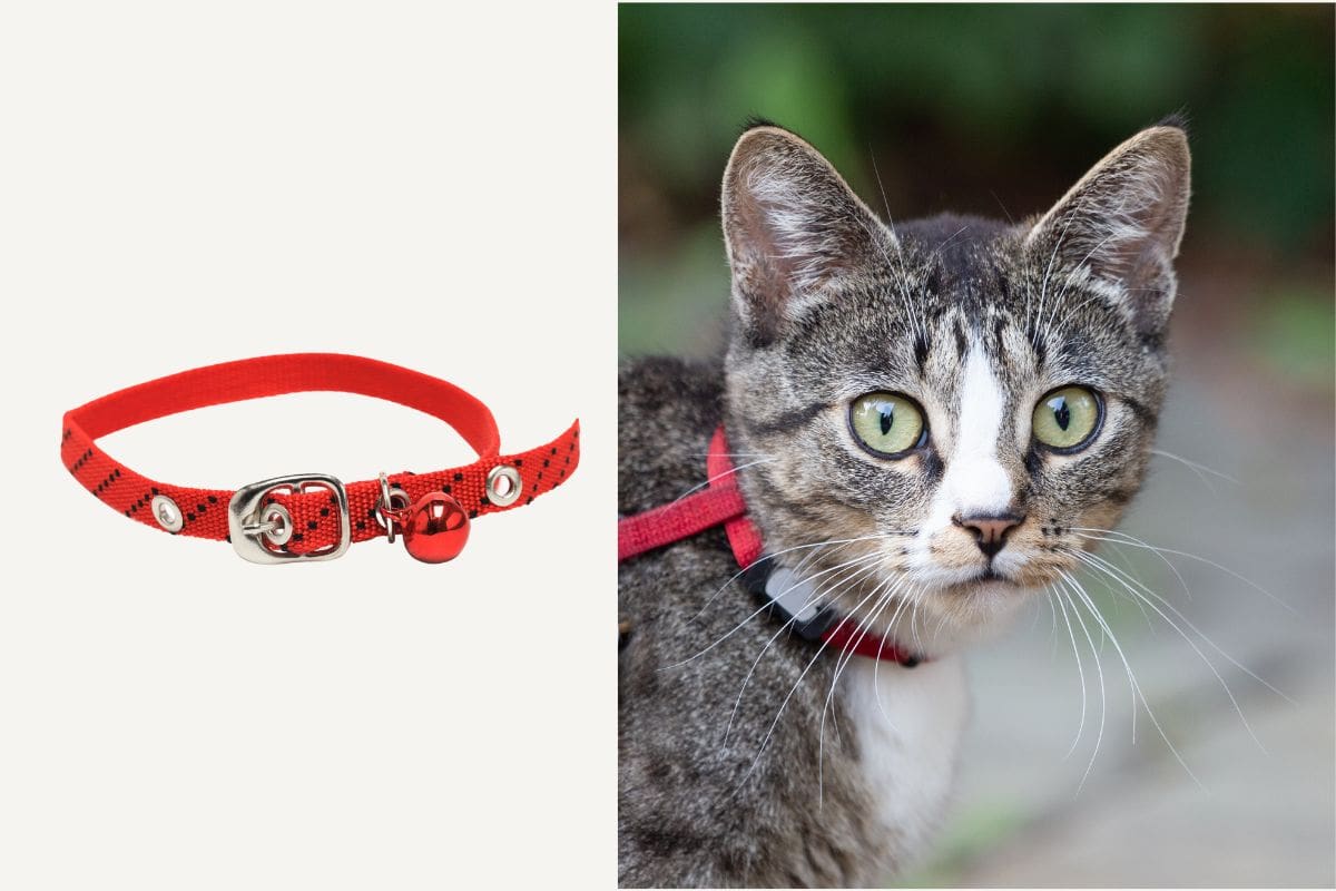 cat collars