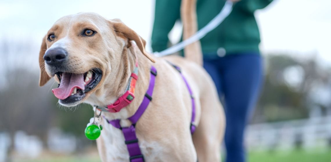 Pet Comfort and Control: Guide to Collars, Harnesses, and Leashes