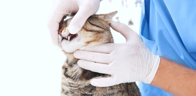 Stomatitis in Cats: Causes, Symptoms, and Treatment