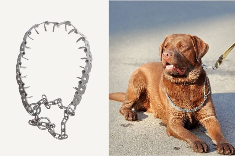 Pet Comfort and Control Guide to Collars, Harnesses, and Leashes