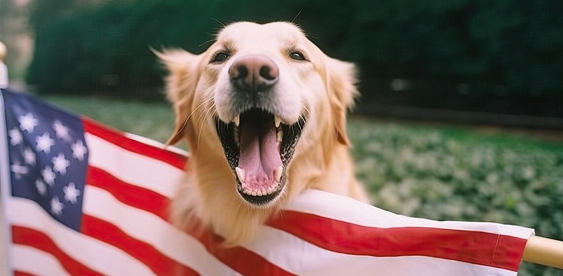 american-dog