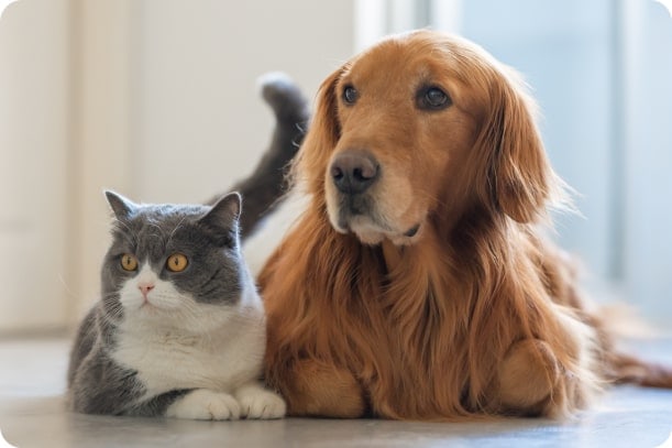 dog and cat at home