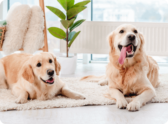 Total wellness plan for your pets