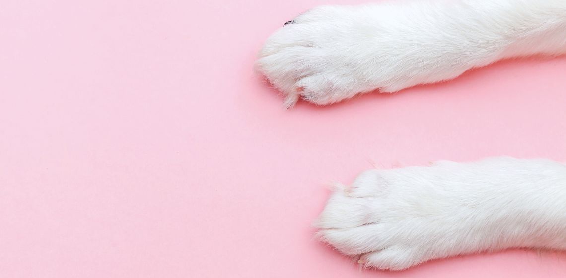 Can I Paint My Dog s Nails 