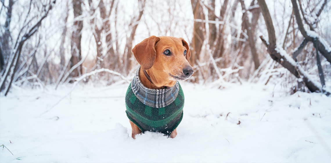 dog in a winter coat
