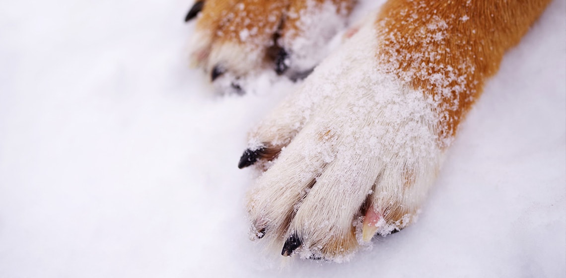 protect dog pwas in winter