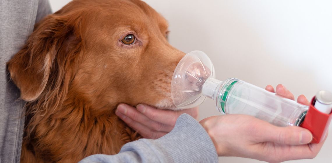 Asthma in dogs and cats