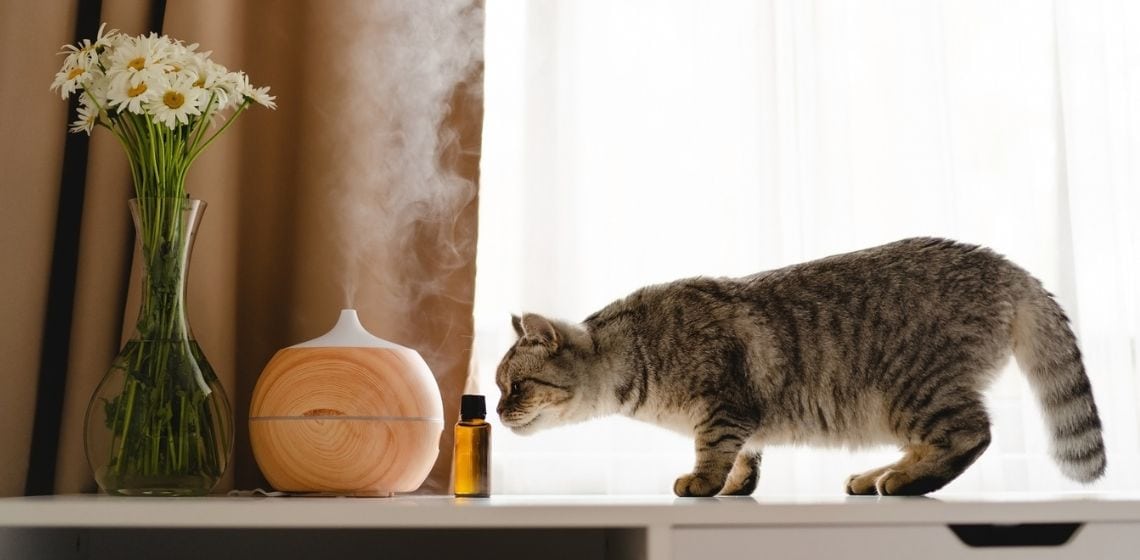 essential oil and cat