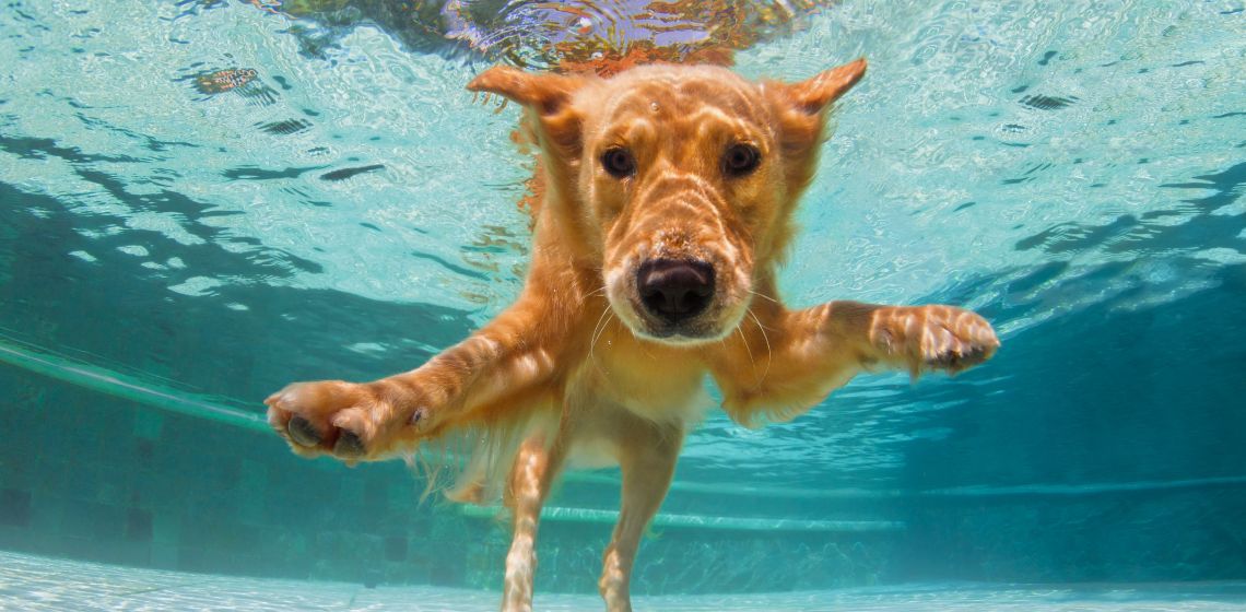 swiming dog
