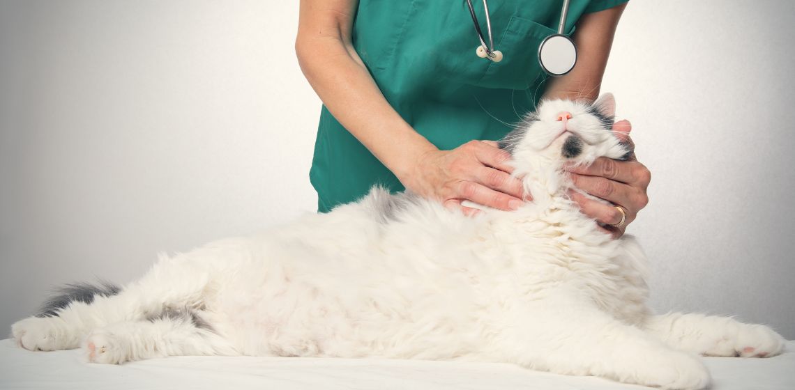 cat at vet visit