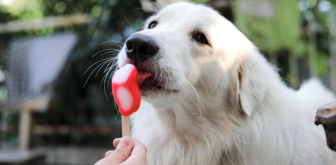 dog popsicle