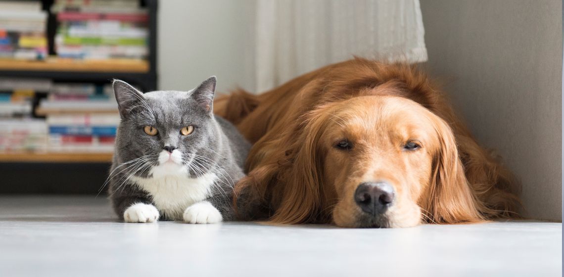 depressed dog and cat