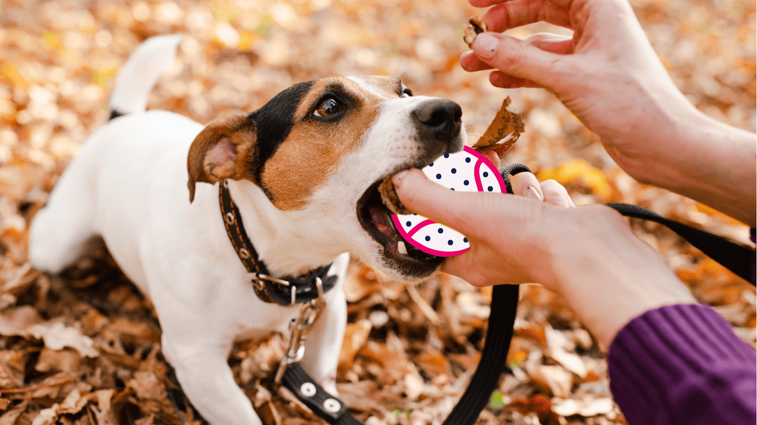 A pet parent playing fetch outside to exercise their dog.