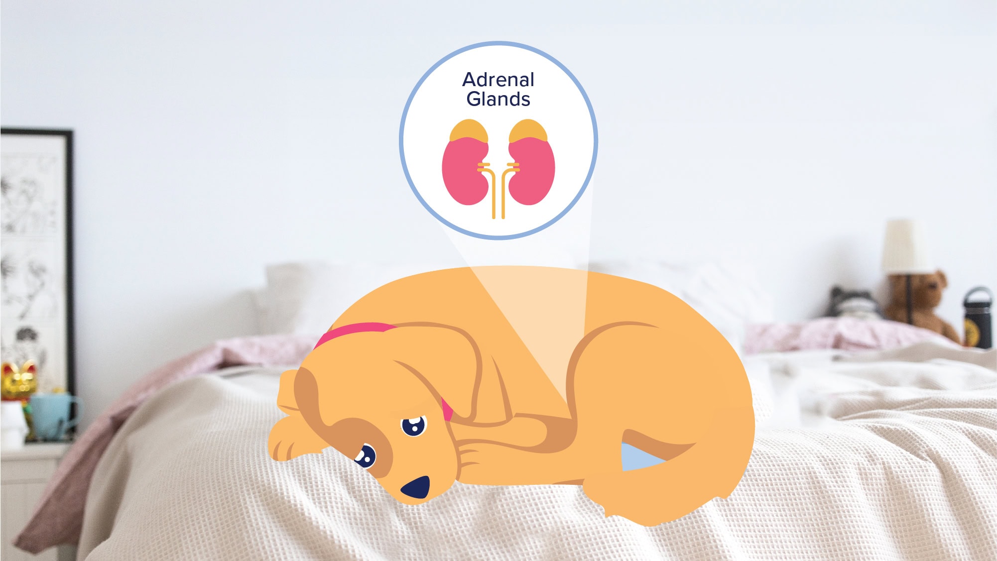 Dog with Addison's Disease illustration