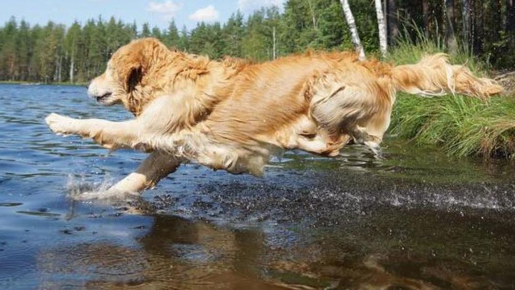 A dog jumping in a lake to go swimming.