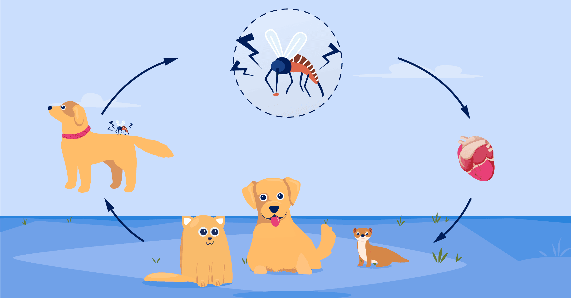 Pets and heartworm illustration