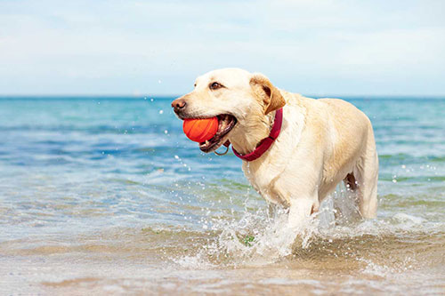 A dog playing fetch with a ball at the beach