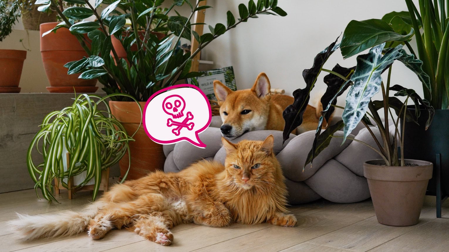 A cat and dog sitting in between plants that could be toxic household items.