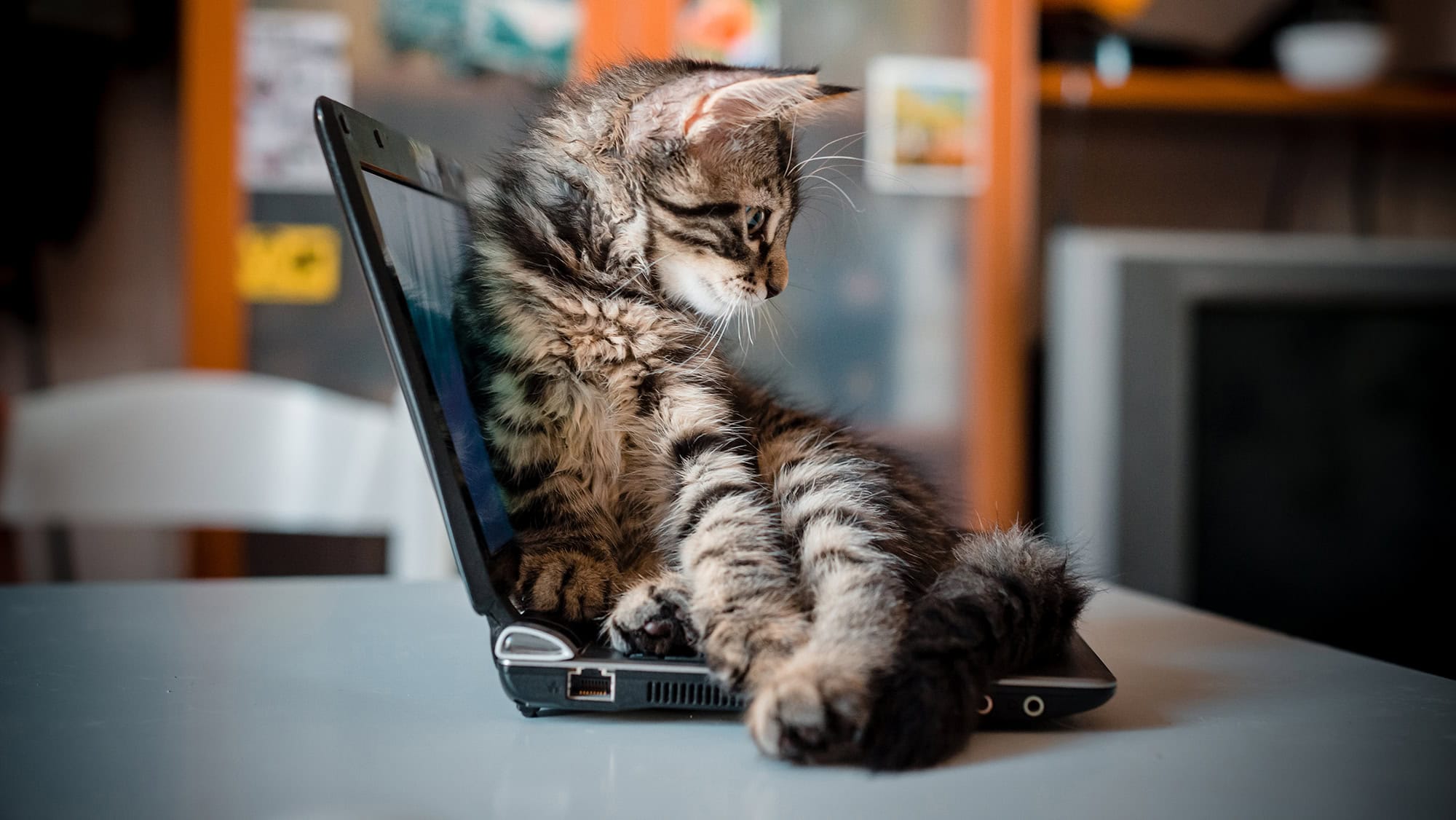 Cat sitting on laptop