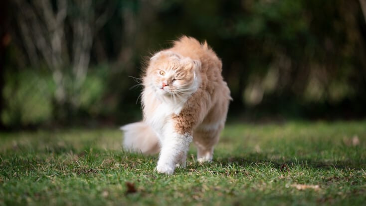 Cat shaking its body