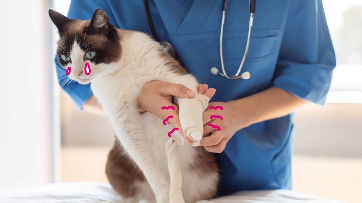 A veterinarian holding a cat with arthritis in pain.