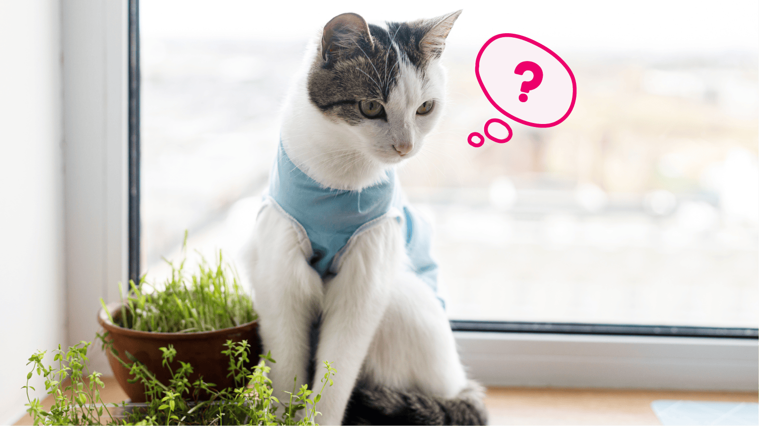 A cat on a ledge wearing a post-spaying surgery vest.