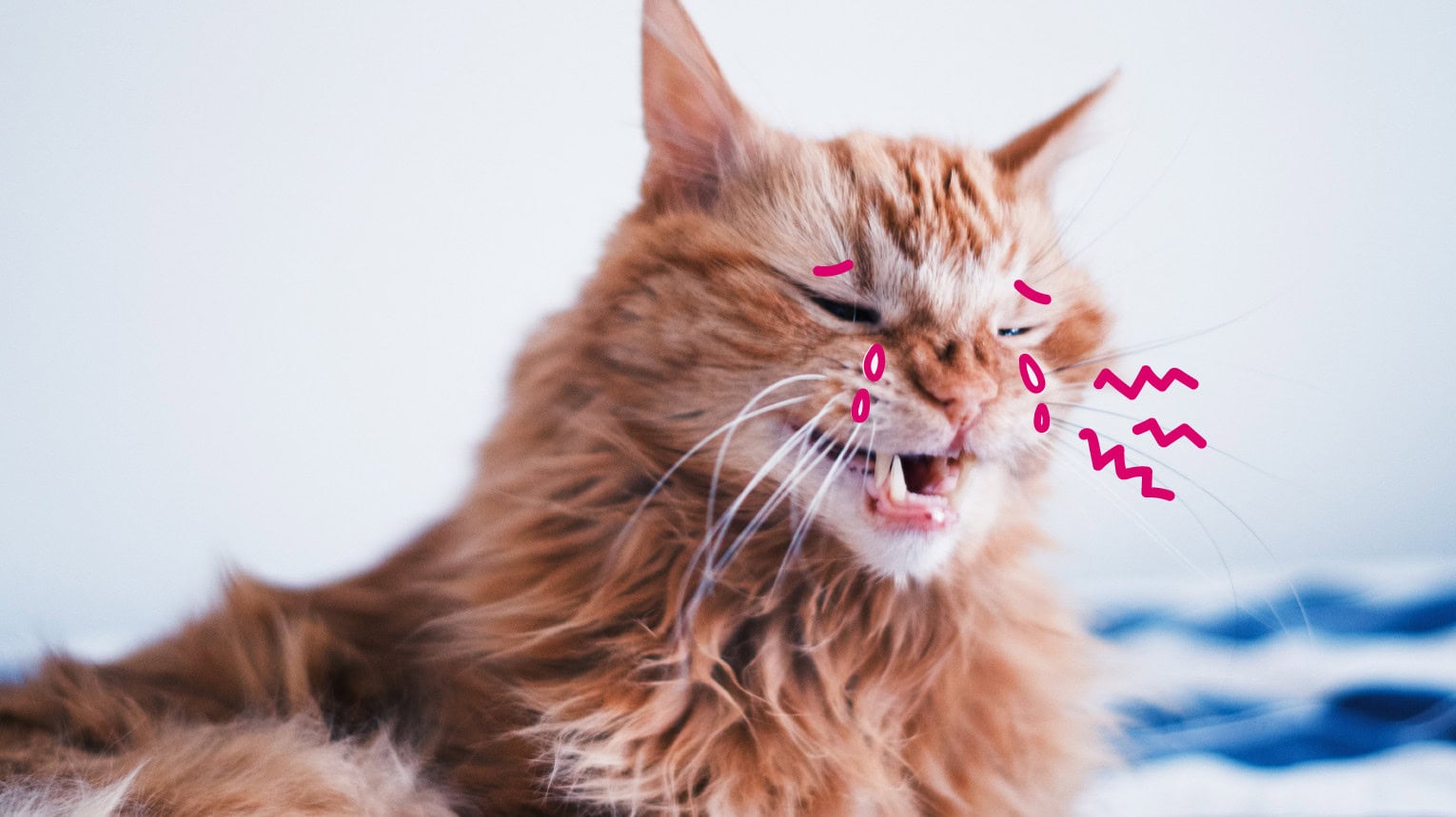 A cat crying because it has a toothache.