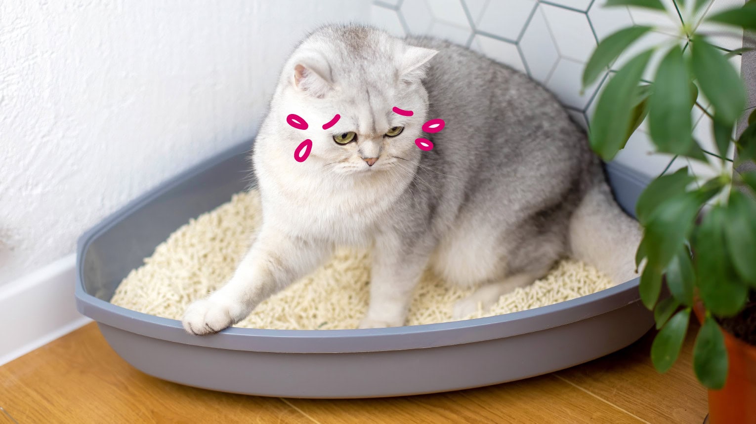 A cat with a UTI having difficulty urinating in litter box.