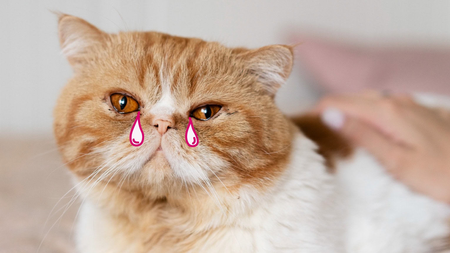 A cat with watery eyes being pet by their owner.