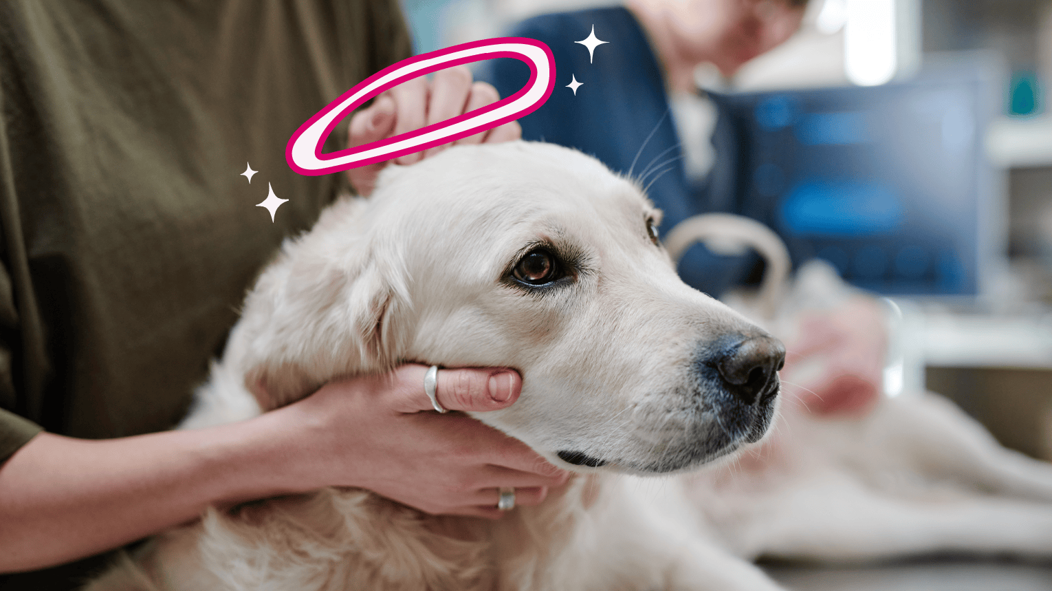 A dog being prepped for an in-home euthanasia.