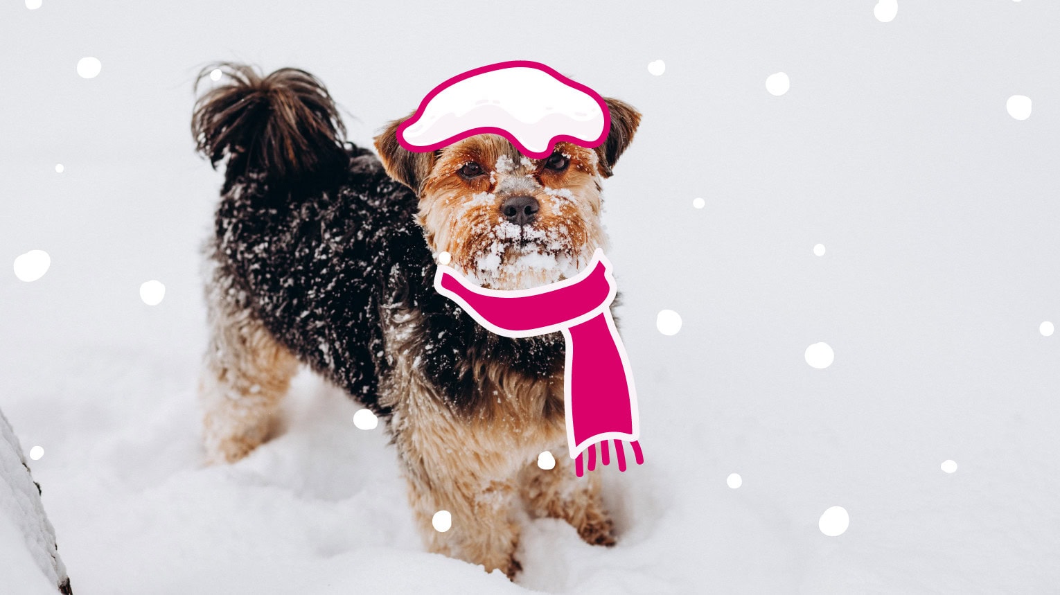 A dog bundled up outside to prevent frostbite during a walk.