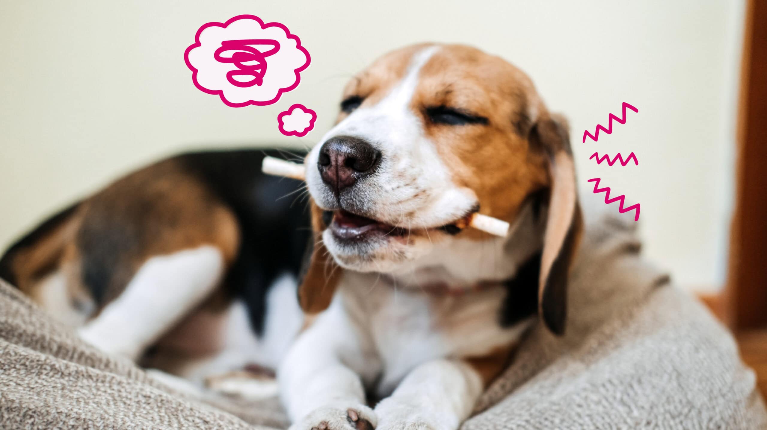 A dog chewing on a treat to relieve dental pain.